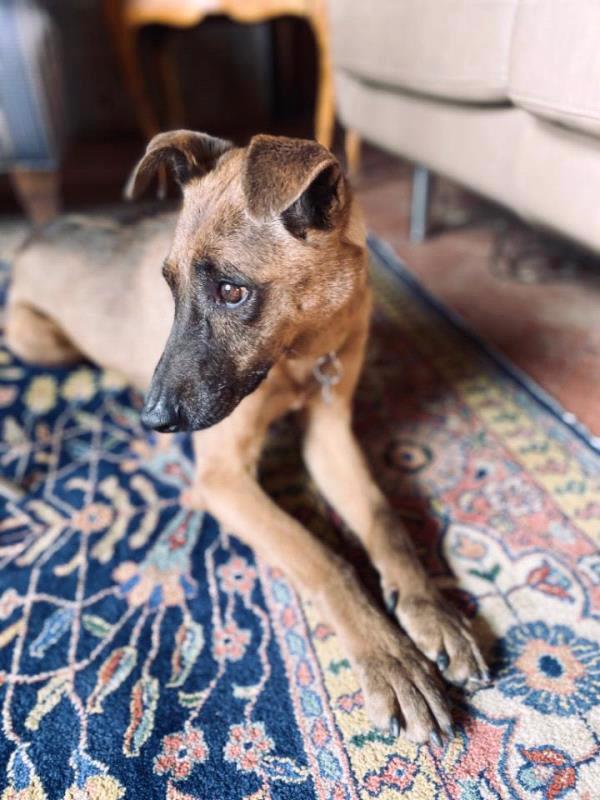 /Images/uploads/Albuquerque Publishing Company/abqjournalpetcontest_finalround2023/entries/25614thumb.jpg